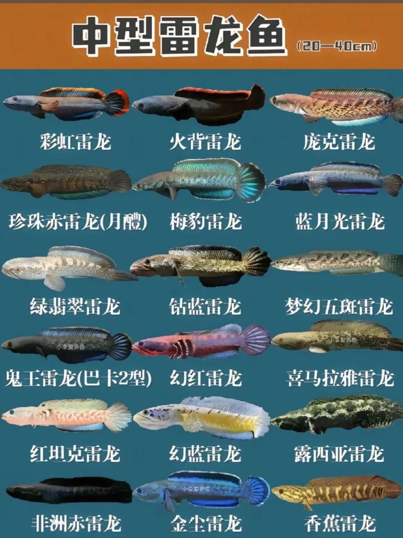 雷龍魚(yú)和銀龍魚(yú)混養(yǎng)好嗎圖片