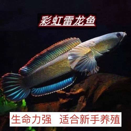 雷龍魚(yú)和銀龍魚(yú)混養(yǎng)好嗎圖片