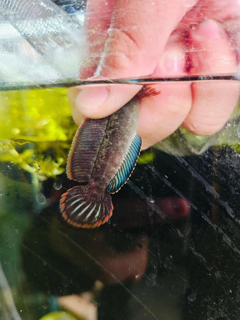 雷龍魚(yú)和銀龍魚(yú)混養(yǎng)好嗎圖片