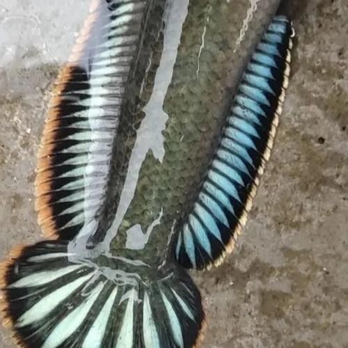 雷龍魚(yú)和銀龍魚(yú)混養(yǎng)好嗎圖片