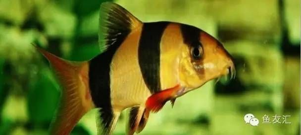 三間鼠魚繁殖成功案例分享：三間鼠魚繁殖成功案例