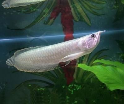 小銀龍魚為什么往左傾斜（小銀龍魚往左傾斜可能由多種因素引起以下因素引起） 小銀龍魚為什么往左傾斜（小銀龍魚往左傾斜可能由多種因素引起以下因素引起） 龍魚百科 第2張