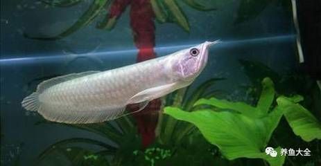 小銀龍魚為什么往左傾斜（小銀龍魚往左傾斜可能由多種因素引起以下因素引起） 小銀龍魚為什么往左傾斜（小銀龍魚往左傾斜可能由多種因素引起以下因素引起） 龍魚百科 第3張