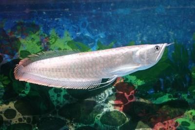 小銀龍魚為什么往左傾斜（小銀龍魚往左傾斜可能由多種因素引起以下因素引起） 小銀龍魚為什么往左傾斜（小銀龍魚往左傾斜可能由多種因素引起以下因素引起） 龍魚百科 第4張