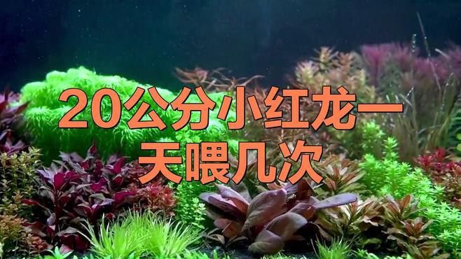 紅龍魚多久喂一次蝦