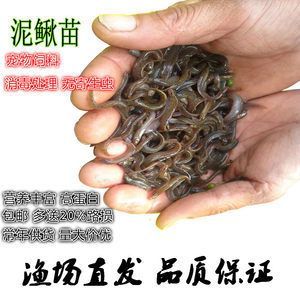 龍魚喂多少合適的飼料和水：龍魚的飼料管理