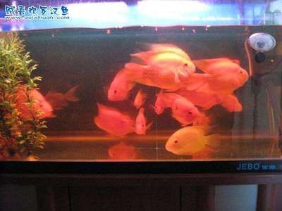 家庭養龍魚好還是羅漢魚好（家庭養羅漢魚好還是羅漢魚好養羅漢魚好養嗎）