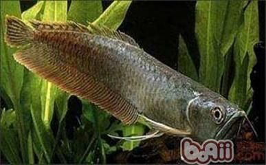 龍魚水腫怎么治療視頻：關于龍魚水腫的治療方法