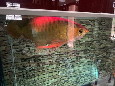 龍魚水腫怎么治療視頻：關于龍魚水腫的治療方法