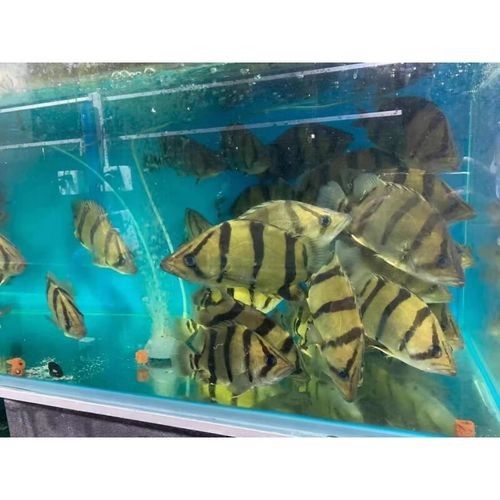 龍魚和什么魚混養最好圖片對比