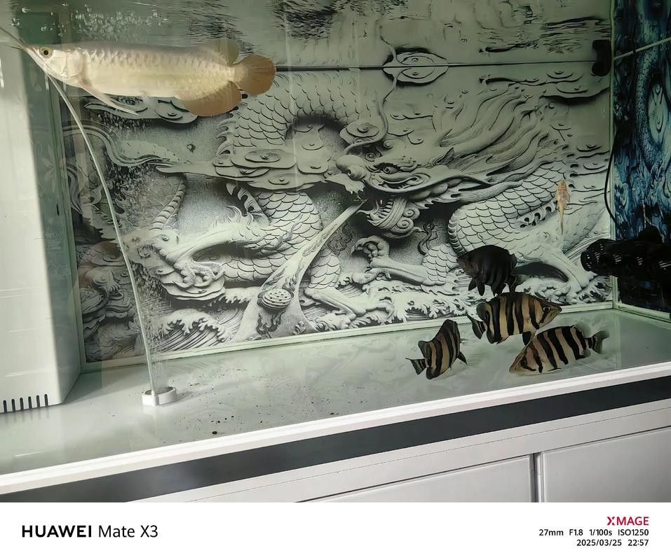 龍魚和什么魚混養最好圖片對比