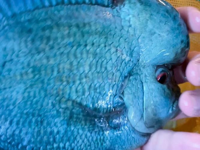 龍魚和什么魚混養最好圖片對比