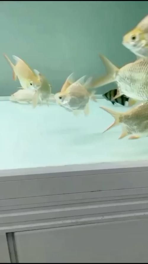 龍魚和什么魚混養最好圖片對比