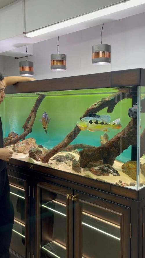 龍魚和什么魚混養最好圖片對比