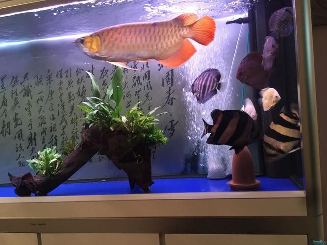 龍魚和什么魚混養最好圖片對比