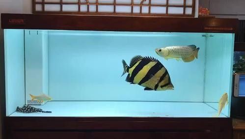 龍魚和什么魚混養最好圖片對比