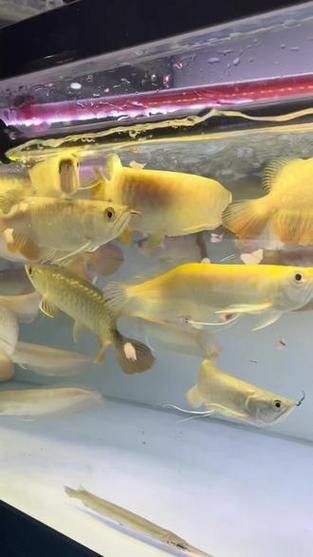 龍魚和什么魚混養最好圖片對比