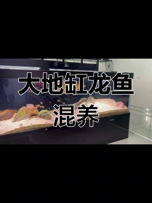 龍魚和什么魚混養最好圖片對比