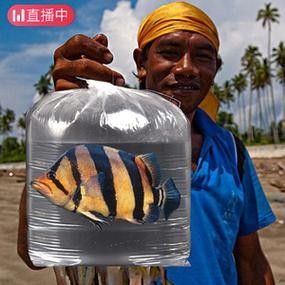 龍魚和什么魚混養最好圖片對比