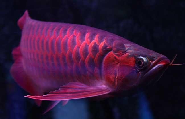 龍魚和什么魚混養最好圖片對比