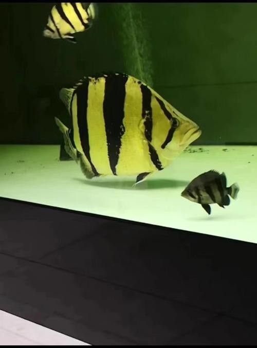 龍魚和什么魚混養最好圖片對比