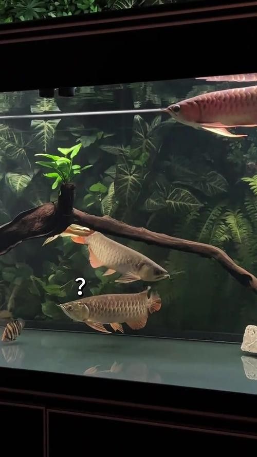 龍魚和什么魚混養最好圖片對比