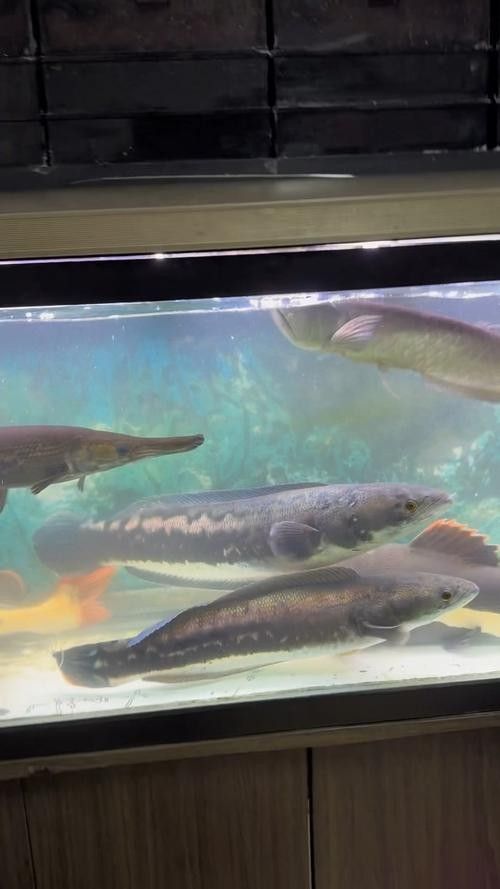 龍魚和什么魚混養最好圖片對比