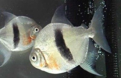 白子銀版魚混養食物選擇(白子銀版魚混養水質要求) 龍魚百科 第5張 白子銀版魚混養食物選擇(白子銀版魚混養水質要求) 白子銀版魚混養食物選擇(白子銀版魚混養水質要求) 龍魚百科 第5張