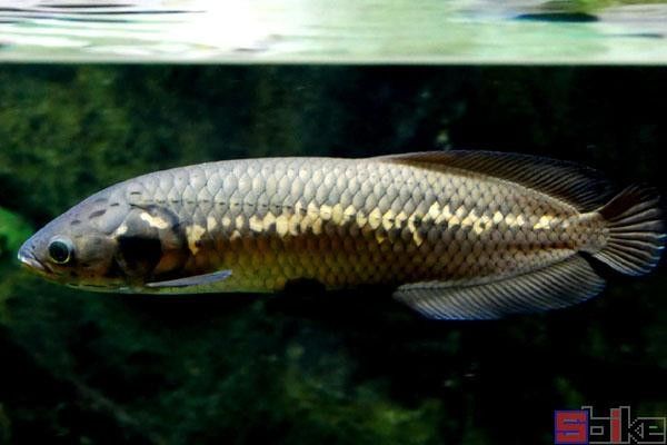 非洲黑龍魚價格走勢 非洲黑龍魚價格走勢 龍魚百科 第3張