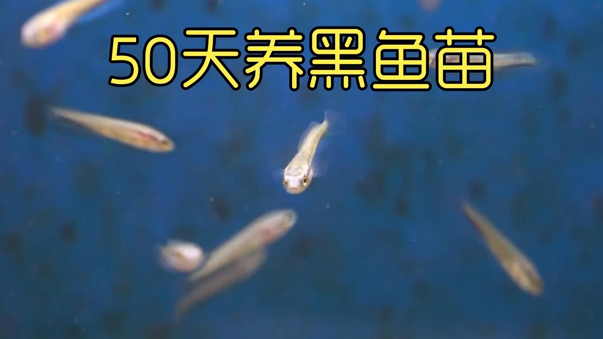 非洲黑龍魚價格走勢 非洲黑龍魚價格走勢 龍魚百科 第6張