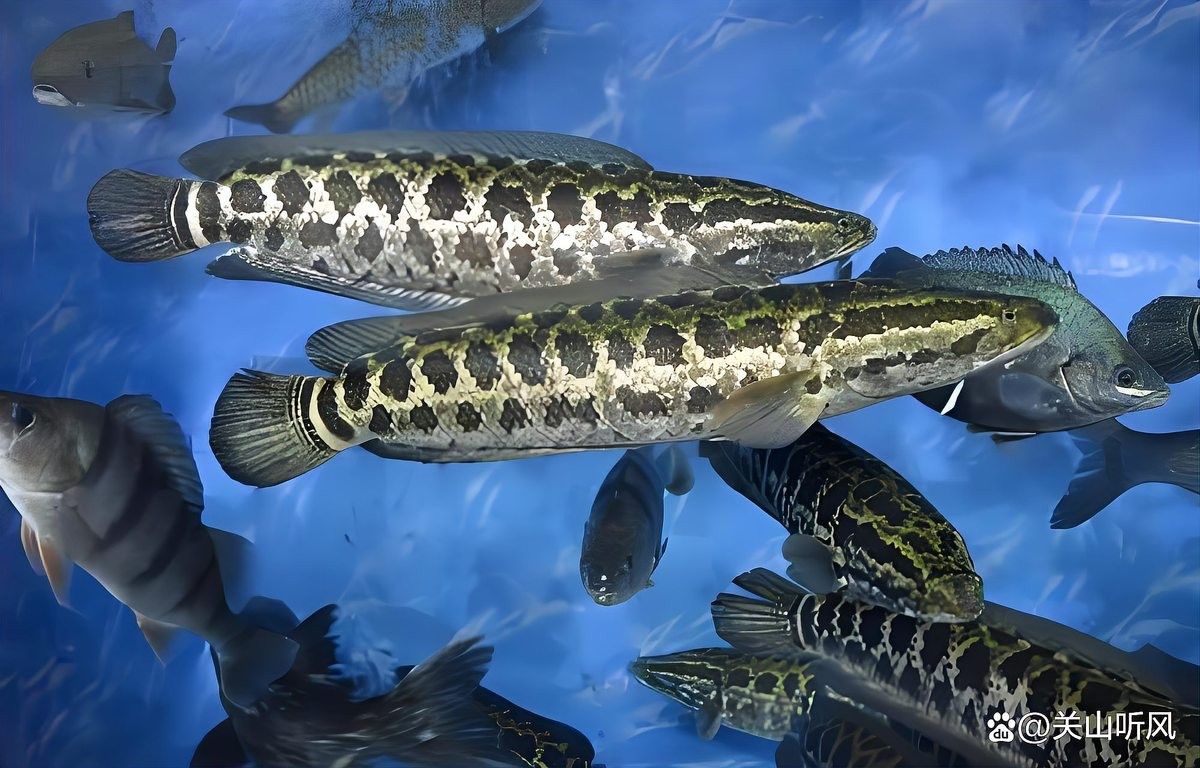 非洲黑龍魚價格走勢 非洲黑龍魚價格走勢 龍魚百科 第9張