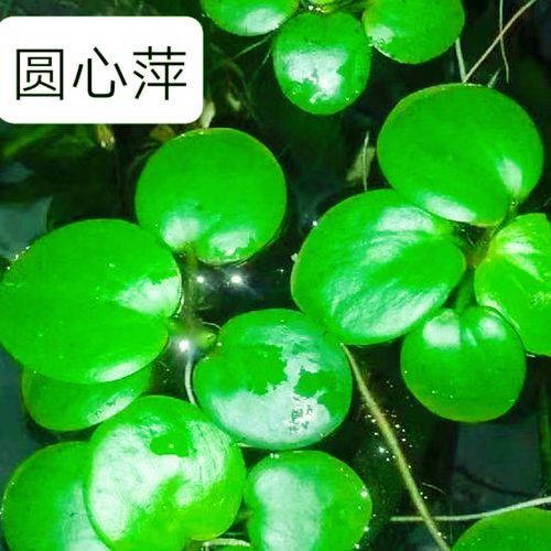 有哪些水草適合新手養殖？