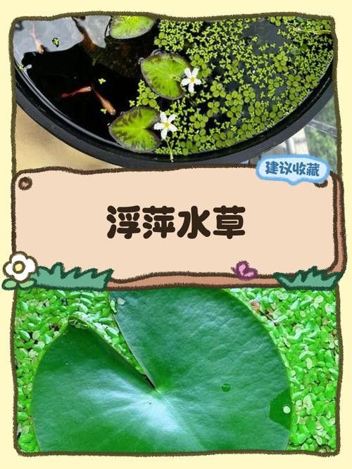 有哪些水草適合新手養殖？