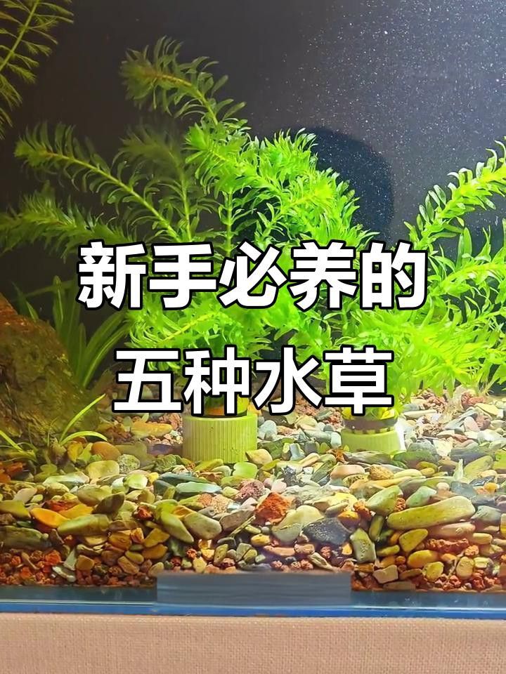 有哪些水草適合新手養殖？