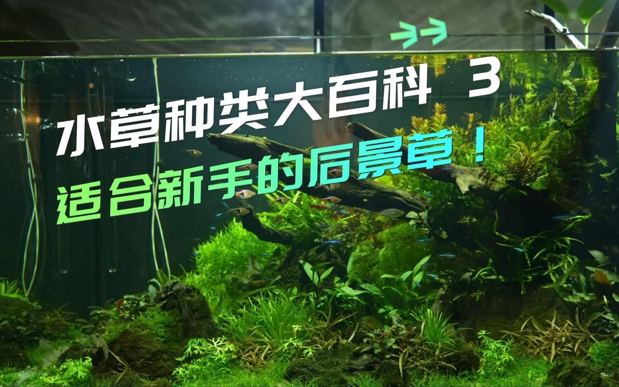 有哪些水草適合新手養殖？