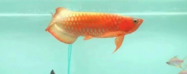 龍魚趴缸是什么狀態：如何判斷龍魚是否因病趴缸