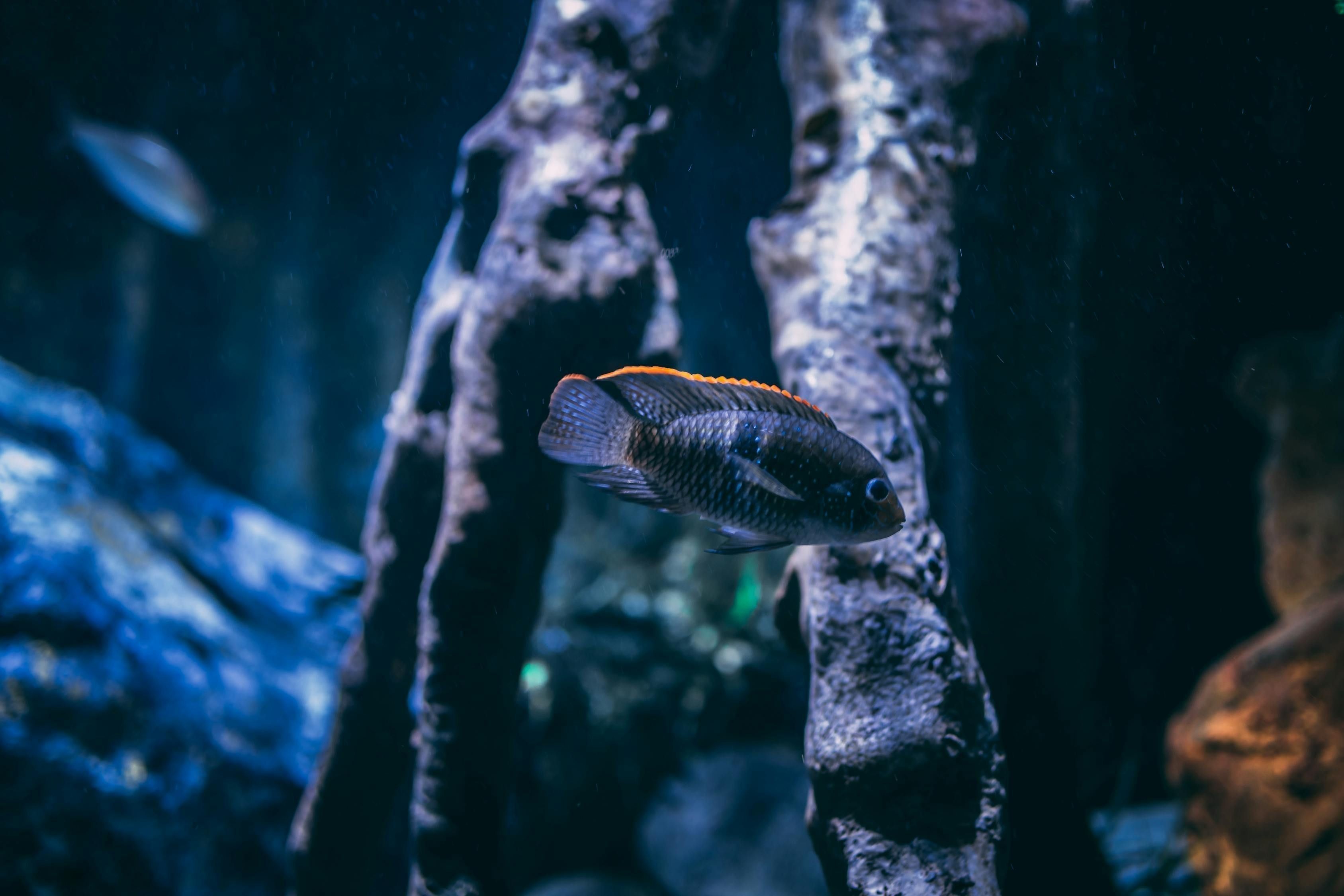 金龍魚最佳混養魚品種有哪些：金龍混養什么魚好看