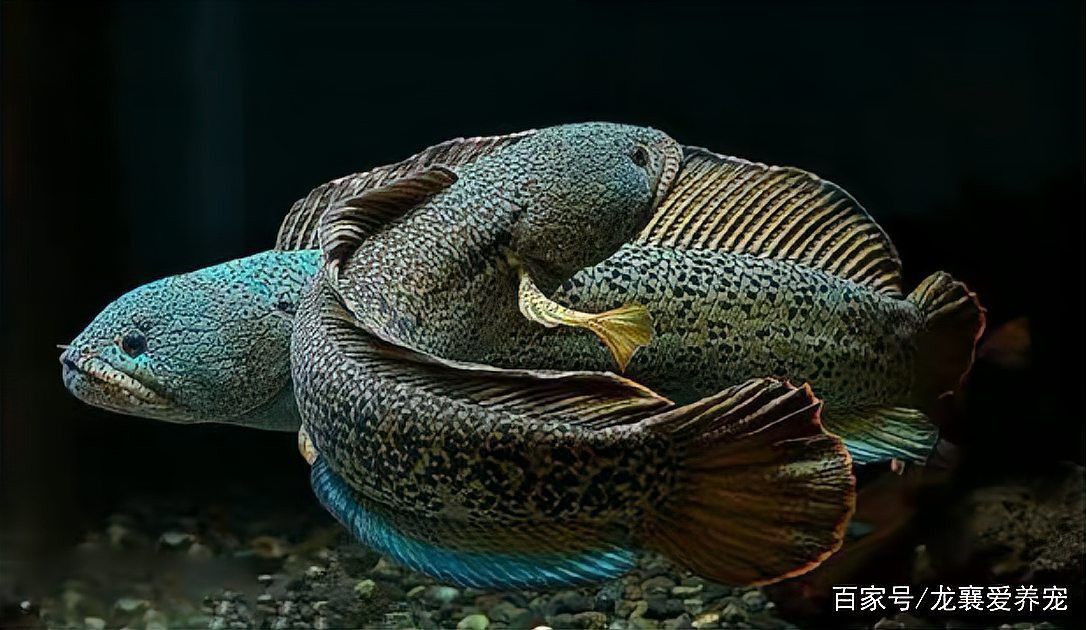 招財貓魚和龍魚混養需要多大的魚缸