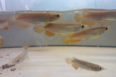 鸚鵡魚和龍魚哪個好養一點：鸚鵡魚和龍魚的養護技巧 鸚鵡魚和龍魚哪個好養一點：鸚鵡魚和龍魚的養護技巧 龍魚百科 第3張