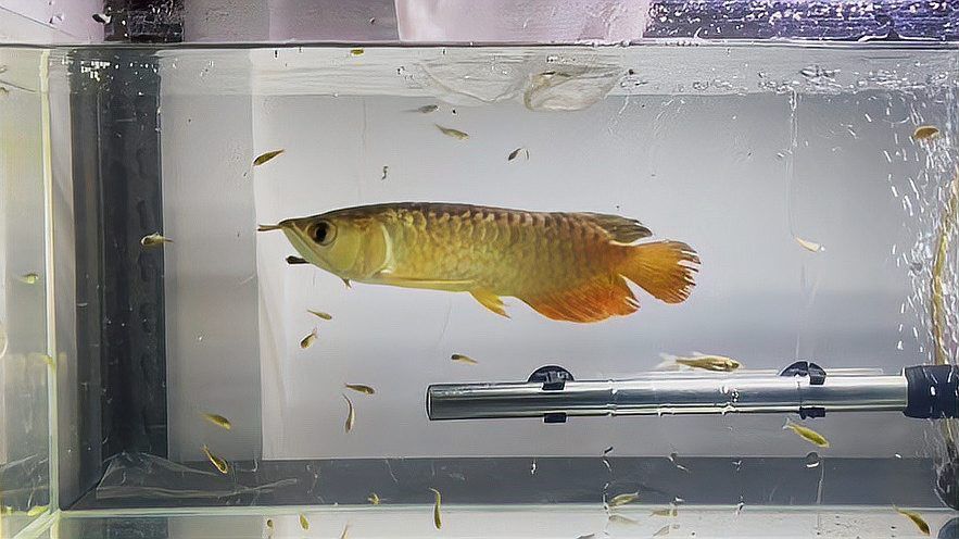 什么是金龍魚縮鰭