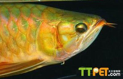 龍魚掉眼如何治療：如何治療龍魚掉眼