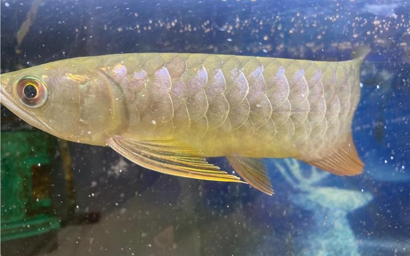 金龍魚藍(lán)底好還是紫的好看圖片對(duì)比