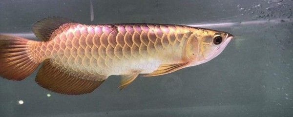 龍魚爛肉爛鱗怎么辦：龍魚爛肉爛肉爛鱗后如何換水治療龍魚爛肉爛鱗的原因 龍魚爛肉爛鱗怎么辦：龍魚爛肉爛肉爛鱗后如何換水治療龍魚爛肉爛鱗的原因 龍魚百科 第5張