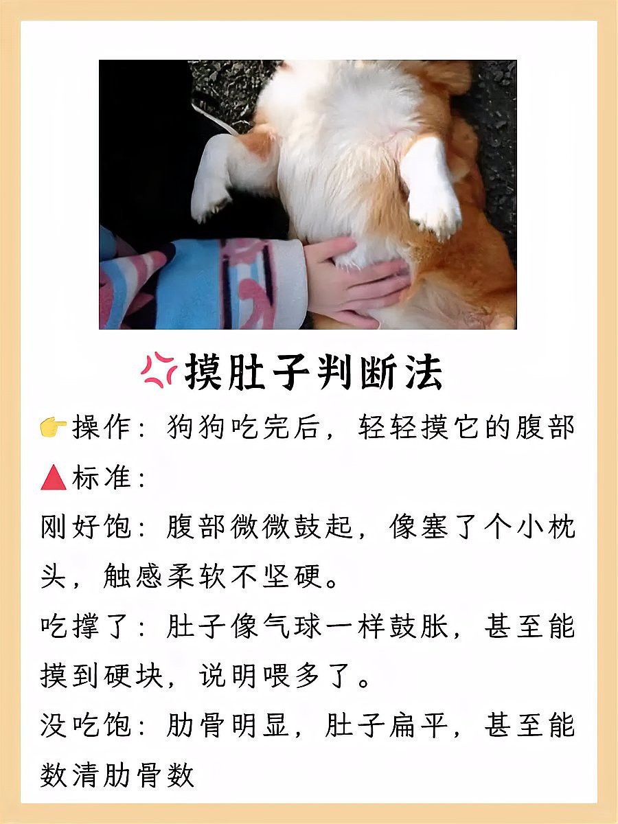 如何判斷白子招財龍是否吃飽？