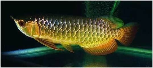 15公分的龍魚吃什么：15公分的龍魚可以喂食什么？