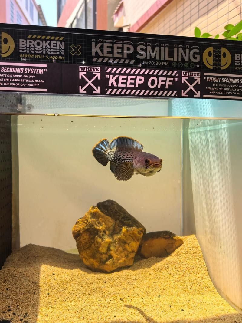 雷龍魚(yú)分公母圖片