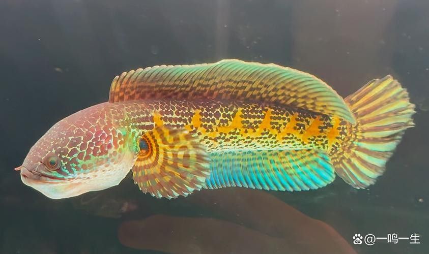 雷龍魚(yú)分公母圖片