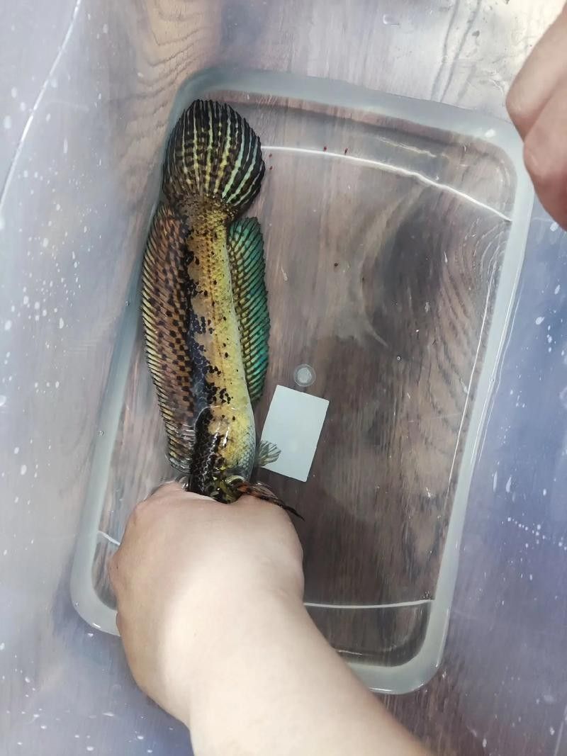雷龍魚(yú)分公母圖片