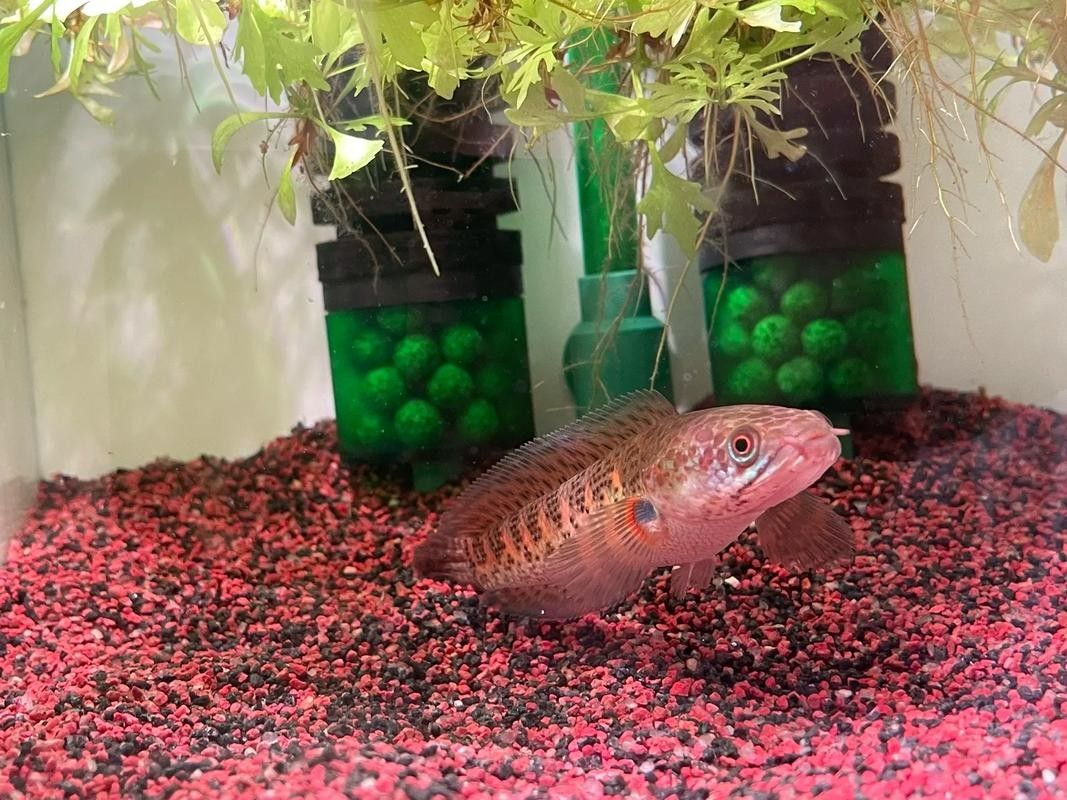雷龍魚(yú)分公母圖片