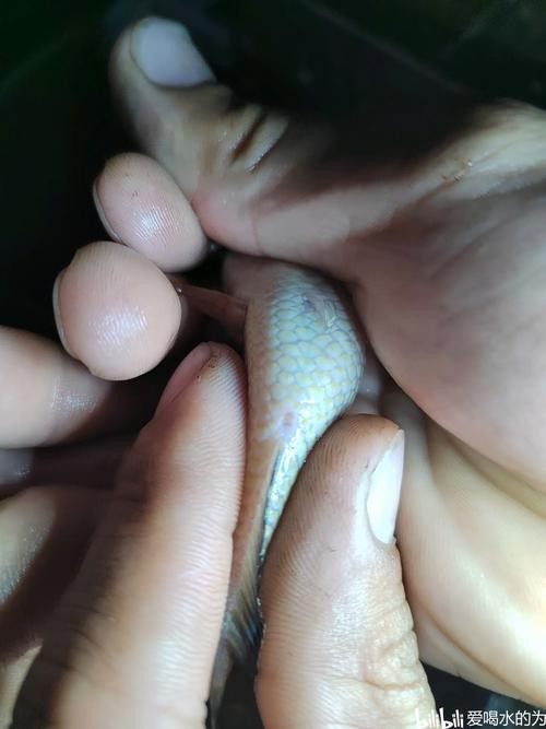 雷龍魚(yú)分公母圖片